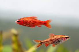 10 Best Aquarium Fish For Beginners Easy Fish For Freshwater Tanks Aquarium Co Op