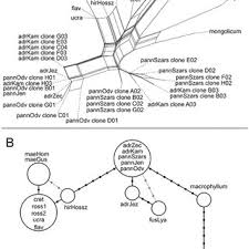 Image result for Vincetoxicum stenolobum