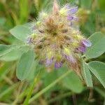 Image result for Grona barbata