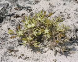 Image result for Orbea rogersii