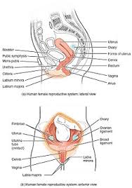 Image result for uterus