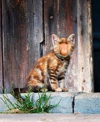 49 strange animal hybrids bred in photoshop. Sarah Deremer Art