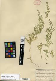 Image result for Selaginella lewalleana