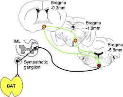 Leptin-Receptor-Expressing Neurons in the Dorsomedial Hypothalamus and  Median Preoptic Area Regulate Sympathetic Brown Adipose Tissue Circuits