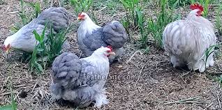 The cochin chicken breed is a decent layer with sweet personalities and cute looks. Cochins Bantam