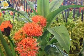 Image result for Scadoxus puniceus
