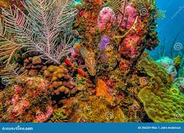 Image result for Cephalophis