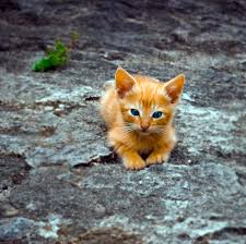Annesiz Kedi Yavrusu Buldugunuzda Ne Yapmalisiniz