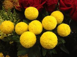 Small white and yellow pom pom flowers look fancy for wedding decorations. Pom Pom Chrysanthemum Chrysanthemum Pom Pom Yellow Flower Decorations Button Flowers Planting Flowers