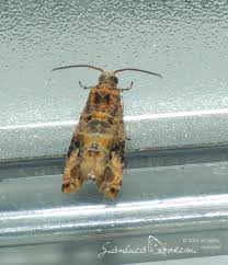 Image result for Lobesia botrana grapevine