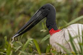 Image result for Trachyandra burkei