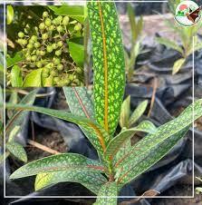 Image result for Coptosperma