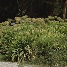 Image result for Bulbostylis ugandensis