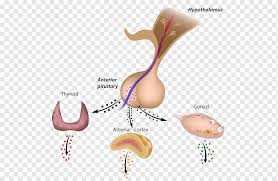 Check spelling or type a new query. Kelenjar Hipofisis Anterior Hipofisis Posterior Hipofisis Sistem Posterior Hormon Yang Lain Lain Lain Anatomi Tubuh Manusia Png Pngwing