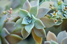 Maybe you would like to learn more about one of these? Species Spotlight Graptopetalum Hybrids The Succulent Eclectic