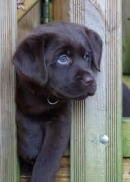 From a light silvery brown, to medium brown, to dark brown. Labradorwelpe Schaut Durch Einen Zaun Cute Dogs Cute Puppies Cute Animals