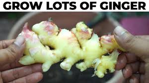 Here are the best of 2021 voted by thousands of parents. Two Ways To Plant Grow Ginger How To Grow Ginger Root Youtube