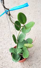 Hoya from uf/ifas center for landscape conservation and ecology what are the long thin pods on my plant they open and fuzzy things with seed come out. Plant Hoya Obovata Coin Hoya 15cm Pot Furniture Home Living Gardening Plants Seeds On Carousell