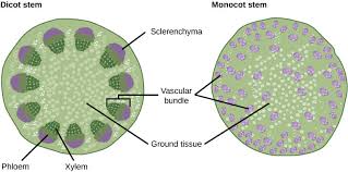 Companion cells plant tissue definition. Vascular Tissue Plant Definition Function Types Biology Dictionary