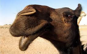 A camel is a horse designed by a committee. A Camel Is A Horse Designed By A Committee