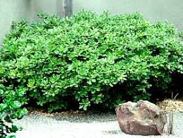 Image result for Pittosporum tobira