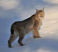 Part of the lynx (5) set. Nature Today Lynx In Limburg