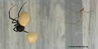 Do daddy long legs keep other spiders away? Black Widow Spider Spells Danger Bug Squad Anr Blogs