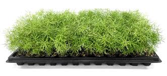 Image result for A. densiflorus Sprengeri