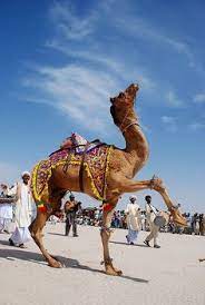 Players may find treasure maps as loot in various ways. Camel