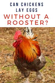 24 fertile chicken hatching eggs. Can Male Chickens Lay Eggs Wondering How Does A Rooster Fertilize An Egg Here S Answers Rooster Chickens Backyard Raising Backyard Chickens