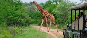 Jan 22, 2019 · african animal beginning with g giraffe. The Top 9 African Savanna Tours