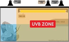 Turtle Lighting How To Set Up The Perfect Light System For Your Turtle Tank