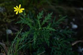 Image result for Senecio aetfatensis