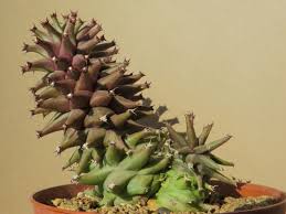 Image result for Euphorbia rubriflora