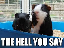 Pin On Guinea Pig Meme Board