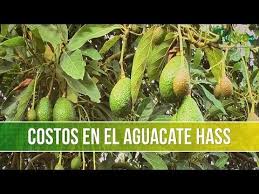 Jul 26, 2021 · los juegos tradicionales y populares del ecuador muestra una cultura lúdica única en el mundo por su gran acogida en cada rincón de nuestra sociedad, esta investigación implica un trabajo visionario planificado que se. Que Entiendes Sobre Juegos Tradicionales En El Ecuador Y Su Importancia En Educacion Fisica Informatica 1 Libro Del Profesor Pdf Qn85jogex2n1