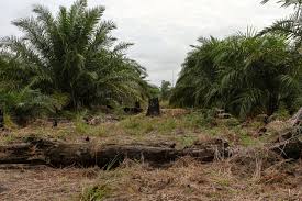 Sungei kadut industrial estate 35 km. Perpres Ispo Terbit Akankah Perkuat Perbaikan Tata Kelola Sawit Mongabay Co Id Mongabay Co Id