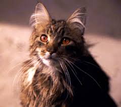 Movies and tv shows always provide great inspiration for cat names, and disney is usually top of mind, hence the reason why simba and nala are the most popular names once again. 54 Best Cat Names From Movies Tv Male And Female Cats See Pics