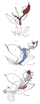 Is the fc2® internal condom. List Of Related Male And Female Reproductive Organs Wikipedia