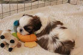 5 Important Tips For Taking Care Of Your Shih Tzu Puppy Page 3 Of 5 Shih Tzu Buzz
