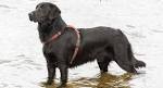 Golden Retriever Lab Mix - Have You Discovered the ...