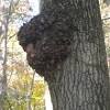 If brewing chaga tea on the stove top using a pot, it's best to use larger chunked chaga and not a fine grind, as you. 1