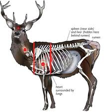 How To Find And Aim For Deer Vitals