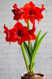 Amaryllis Bulbs Red Rival Amaryllis Bulbs Amaryllis Flower Seeds