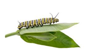 Just make the last semicircle slightly smaller than the others. 58 074 Caterpillar Stock Photos And Images 123rf