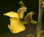 Image result for Eulophia fridericii