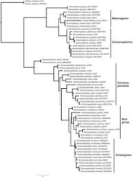 Image result for Schoenoplectus muriculatus