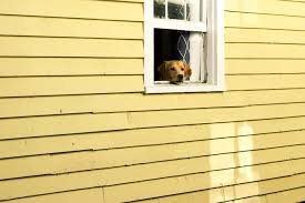 Wie lange kann ein hund alleine bleiben und ab wann solltest du einen hundesitter beauftragen? Ein Welpe Allein Zu Hause Wie Bringen Sie Ihrem Hund Bei Allein Zu Hause Zu Bleiben Fera24 De