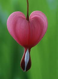 Wonderful Flower Bleeding Heart Flower Bleeding Heart Wonderful Flowers