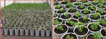 Image result for lobelia combine composition